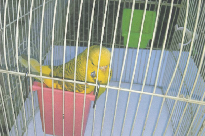 Nález andulky